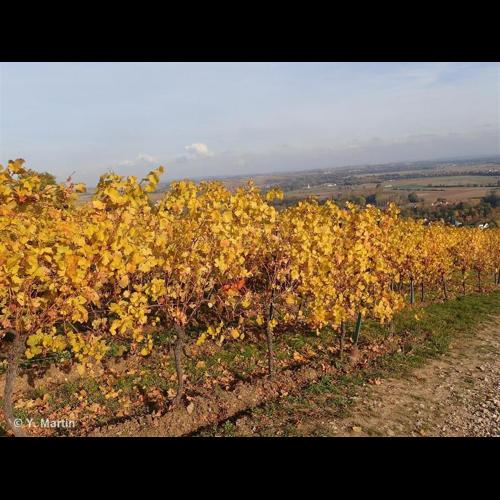 <i>Vitis vinifera</i> L., 1753 © NULL