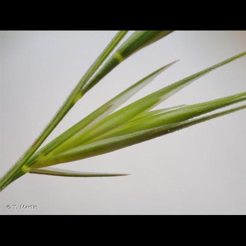 <i>Vulpia bromoides</i> (L.) Gray, 1821 &copy; Y. Martin