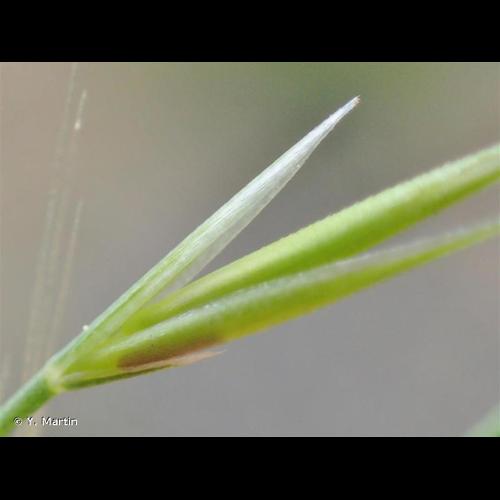 <i>Vulpia myuros</i> (L.) C.C.Gmel., 1805 &copy; Y. Martin