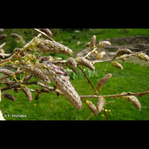 <i>Wisteria sinensis</i> (Sims) Sweet, 1826 © F. Michalke