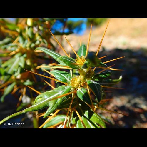 <i>Xanthium spinosum</i> L., 1753 © R. Poncet