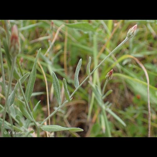 <i>Xeranthemum cylindraceum</i> Sm., 1813 © NULL