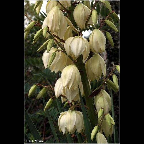 <i>Yucca filamentosa</i> L., 1753 © NULL