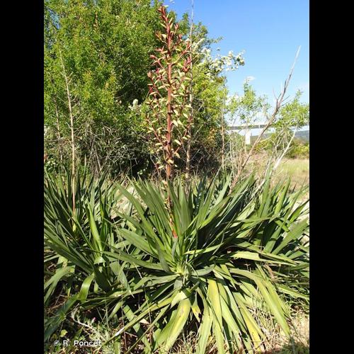 <i>Yucca gloriosa</i> L., 1753 © R. Poncet