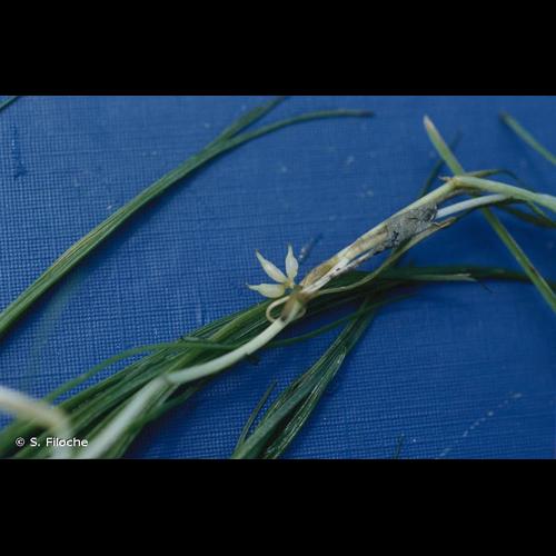 <i>Zannichellia palustris</i> L., 1753 © S. Filoche