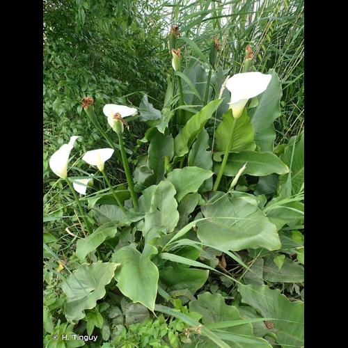 <i>Zantedeschia aethiopica</i> (L.) Spreng., 1826 © H. Tinguy