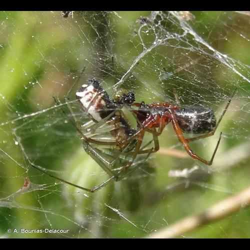 <i>Frontinellina frutetorum</i> (C.L. Koch, 1834) © A. Bounias-Delacour