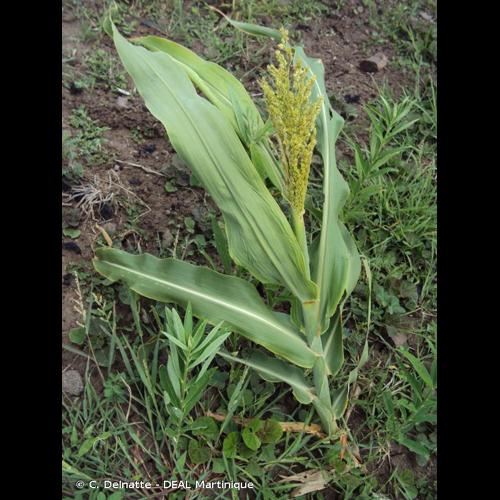 <i>Zea mays</i> L., 1753 © C. Delnatte - DEAL Martinique