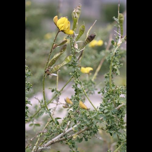 <i>Adenocarpus complicatus </i>(L.) J.Gay, 1836 subsp.<i> complicatus</i> © O. Nawrot