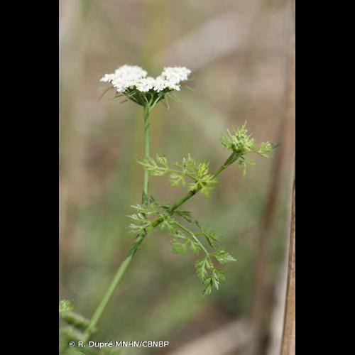<i>Aethusa cynapium </i>L., 1753 subsp.<i> cynapium</i> &copy; R. Dupré MNHN/CBNBP
