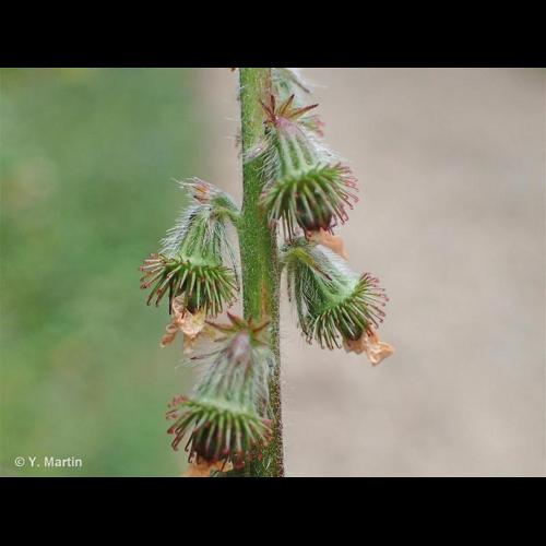 <i>Agrimonia eupatoria </i>L., 1753 subsp.<i> eupatoria</i> © NULL