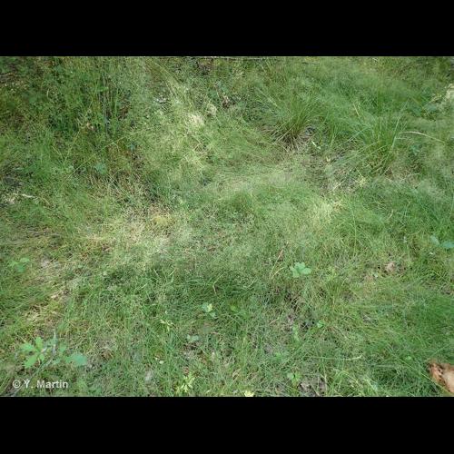 <i>Agrostis canina </i>L., 1753 subsp.<i> canina</i> © NULL