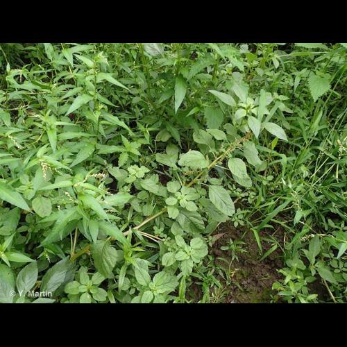 <i>Amaranthus blitum </i>subsp.<i> emarginatus</i> (Salzm. ex Uline & W.L.Bray) Carretero, Muñoz Garm. & Pedrol, 1987 © NULL