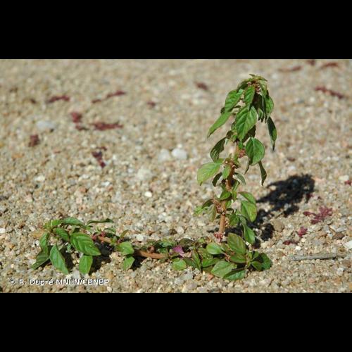 <i>Amaranthus graecizans </i>subsp.<i> silvestris</i> (Vill.) Brenan, 1961 &copy; R. Dupré MNHN/CBNBP