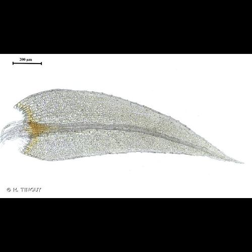 <i>Philonotis caespitosa</i> Jur., 1862 © H. TINGUY