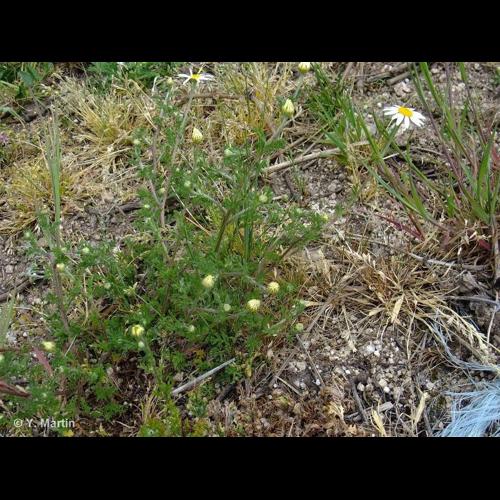 <i>Anthemis arvensis </i>L., 1753 subsp.<i> arvensis</i> &copy; NULL