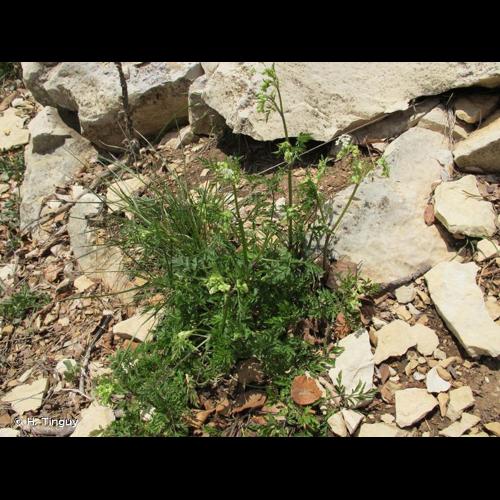 <i>Anthriscus sylvestris </i>subsp.<i> alpina</i> (Vill.) Gremli, 1874 &copy; H. Tinguy