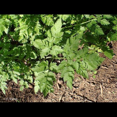 <i>Anthriscus sylvestris </i>(L.) Hoffm., 1814 subsp.<i> sylvestris</i> © NULL