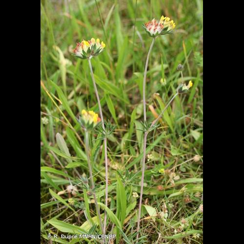 <i>Anthyllis vulneraria </i>L., 1753 subsp.<i> vulneraria</i> © R. Dupré MNHN/CBNBP