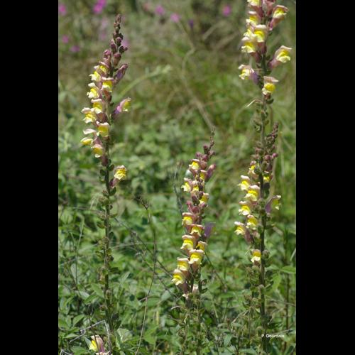 <i>Antirrhinum majus </i>subsp.<i> latifolium</i> (Mill.) Bonnier & Layens, 1894 &copy; P. Gourdain
