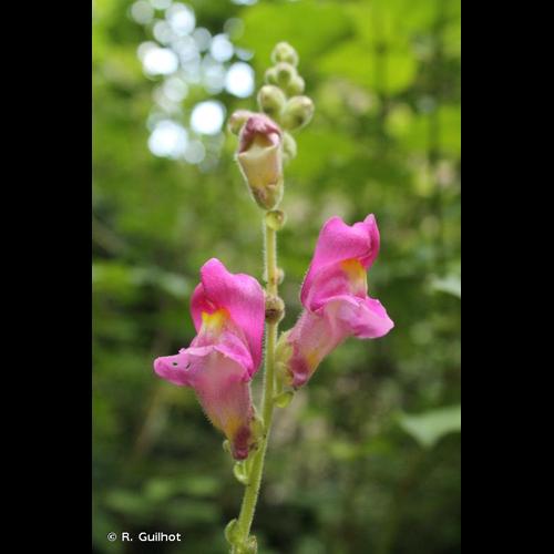 <i>Antirrhinum majus </i>L., 1753 subsp.<i> majus</i> &copy; R. Guilhot