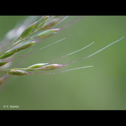 <i>Apera spica-venti </i>(L.) P.Beauv., 1812 subsp.<i> spica-venti</i> © NULL