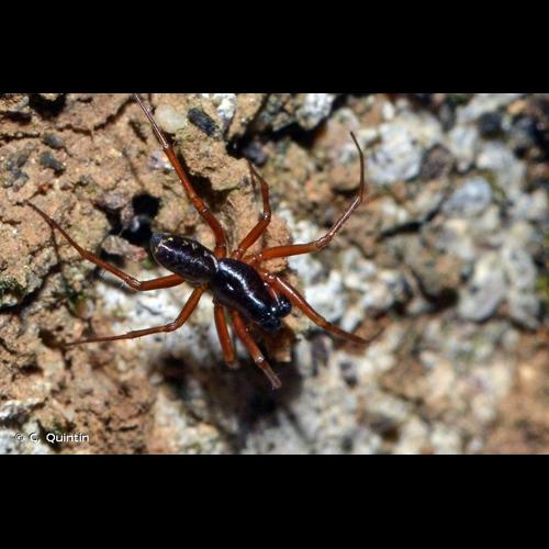 <i>Neriene clathrata</i> (Sundevall, 1830) © C. Quintin