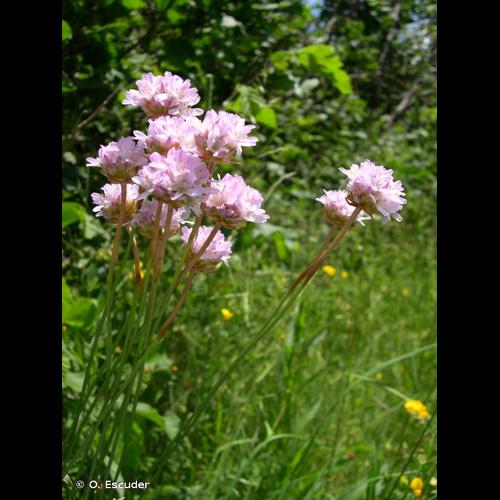 <i>Armeria arenaria </i>(Pers.) Schult., 1820 subsp.<i> arenaria</i> © O. Escuder