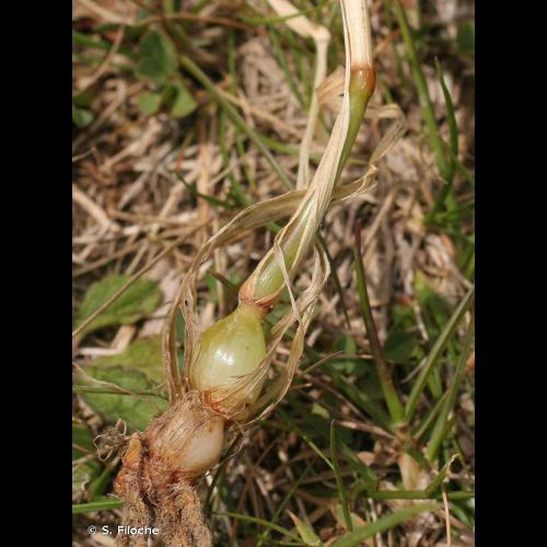 <i>Arrhenatherum elatius </i>subsp.<i> bulbosum</i> (Willd.) Schübl. & G.Martens, 1834 &copy; S. Filoche