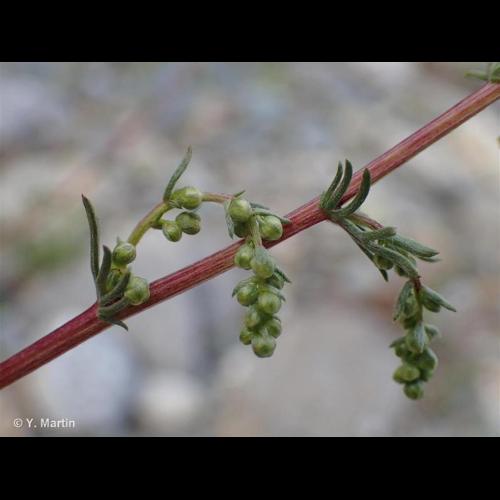 <i>Artemisia campestris </i>subsp.<i> alpina</i> (DC.) Arcang., 1882 © NULL