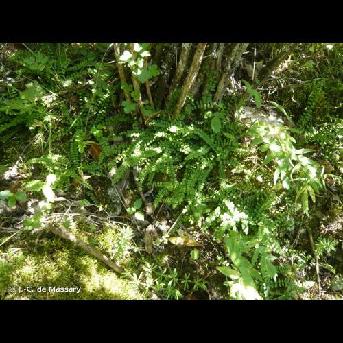 <i>Asplenium trichomanes </i>subsp.<i> quadrivalens</i> D.E.Mey., 1964 © J.-C. de Massary