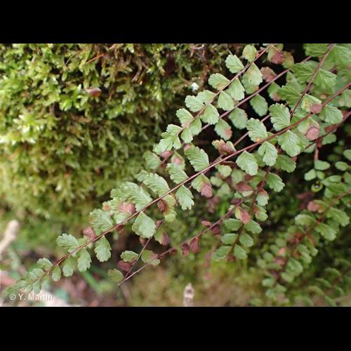 <i>Asplenium trichomanes </i>L., 1753 subsp.<i> trichomanes</i> © NULL