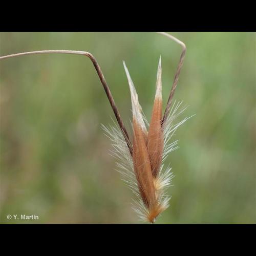 <i>Avena fatua </i>L., 1753 subsp.<i> fatua</i> © NULL