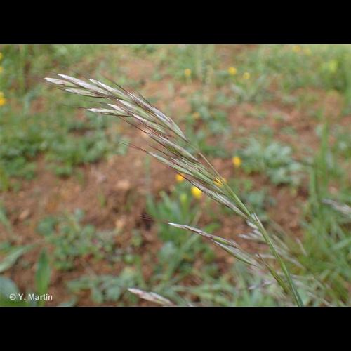 <i>Avenula pubescens </i>(Huds.) Dumort., 1868 subsp.<i> pubescens</i> © NULL