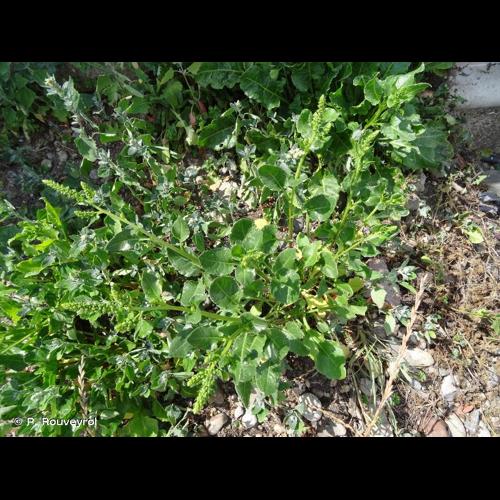<i>Beta vulgaris </i>subsp.<i> maritima</i> (L.) Arcang., 1882 &copy; P. Rouveyrol