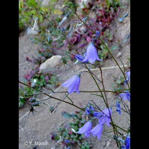 <i>Campanula rotundifolia </i>L., 1753 subsp.<i> rotundifolia</i> &copy; NULL