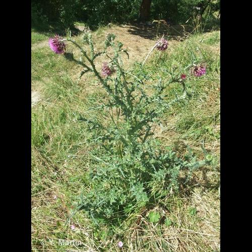 <i>Carduus nutans </i>L., 1753 subsp.<i> nutans</i> © NULL