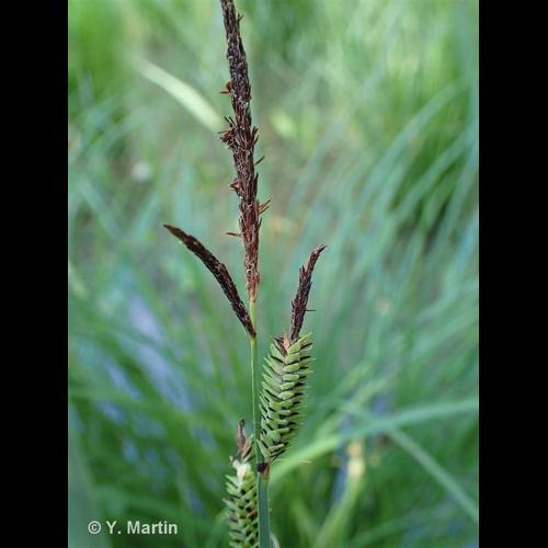 <i>Carex elata </i>All., 1785 subsp.<i> elata</i> &copy; NULL