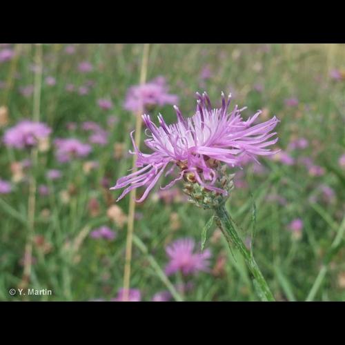 <i>Centaurea jacea </i>subsp.<i> timbalii</i> (Martrin-Donos) Braun-Blanq., 1952 © NULL