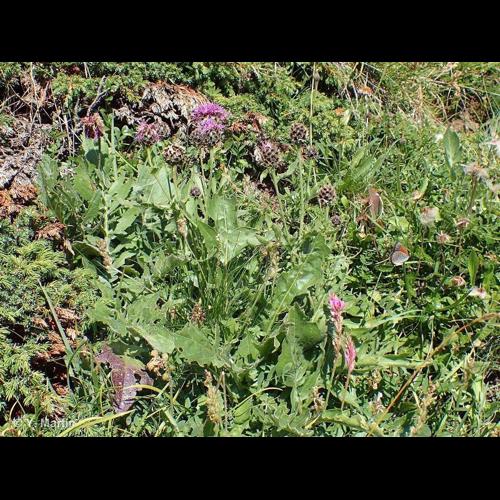 <i>Centaurea scabiosa </i>subsp.<i> alpestris</i> (Hegetschw.) Nyman, 1879 © NULL