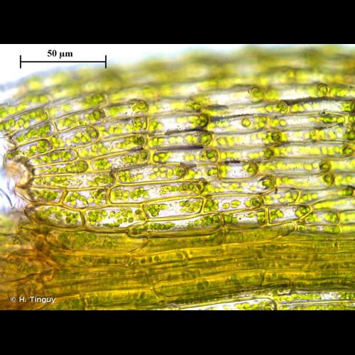 <i>Philonotis marchica</i> (Hedw.) Brid., 1827 © H. Tinguy