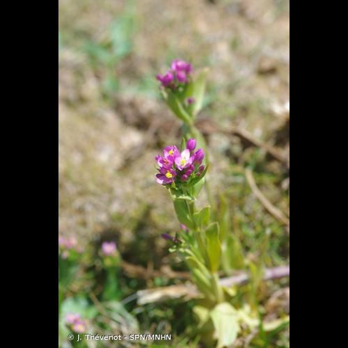 <i>Centaurium erythraea </i>Rafn, 1800 subsp.<i> erythraea</i> © J. Thévenot - SPN/MNHN