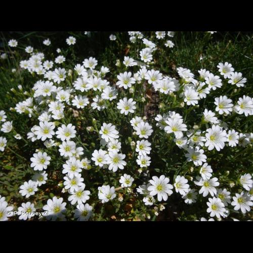 <i>Cerastium arvense </i>L., 1753 subsp.<i> arvense</i> © P. Rouveyrol