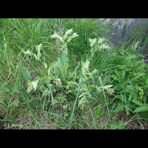 <i>Cerinthe glabra </i>Mill., 1768 subsp.<i> glabra</i> © NULL