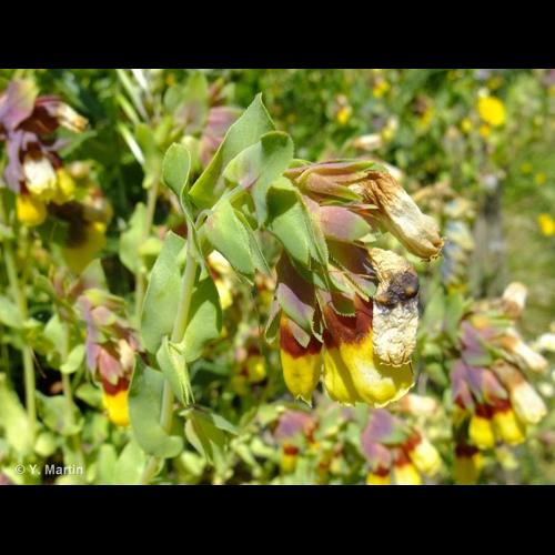 <i>Cerinthe major </i>L., 1753 subsp.<i> major</i> © NULL