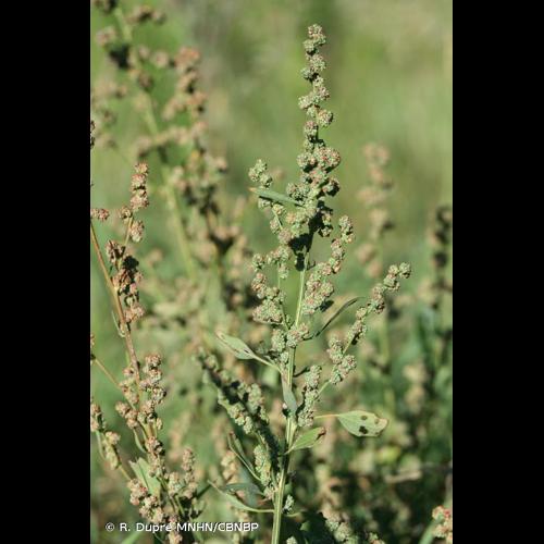 <i>Chenopodium album </i>L., 1753 subsp.<i> album</i> © R. Dupré MNHN/CBNBP