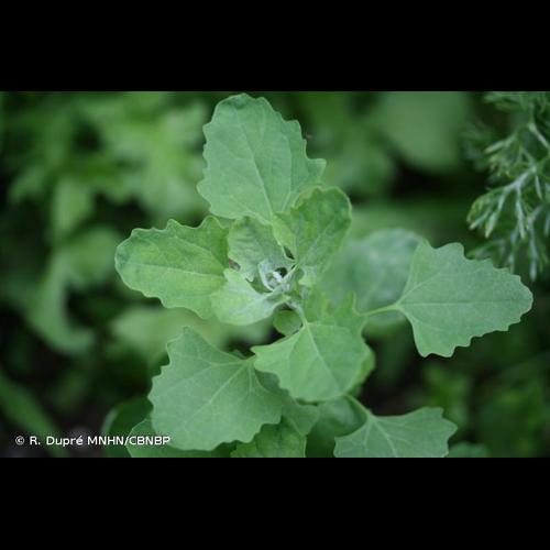 <i>Chenopodium album </i>subsp.<i> opulifolium</i> (Schrad.ex W.D.J.Koch & Ziz) Čelak., 1871 © R. Dupré MNHN/CBNBP