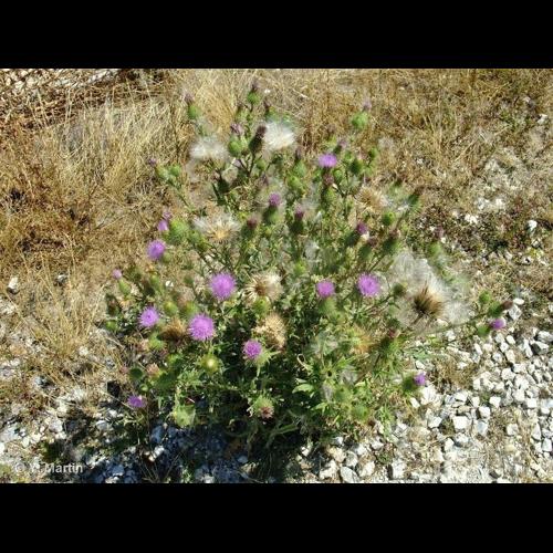 <i>Cirsium vulgare </i>(Savi) Ten., 1838 subsp.<i> vulgare</i> &copy; NULL