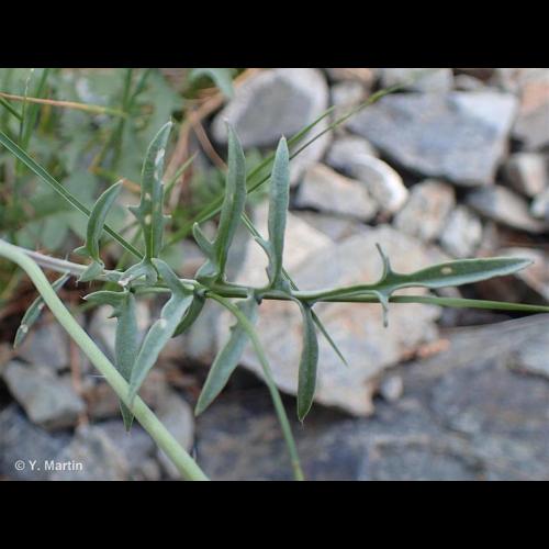 <i>Coincya monensis </i>subsp.<i> cheiranthos</i> (Vill.) Aedo, Leadlay & Muñoz Garm., 1993 © NULL