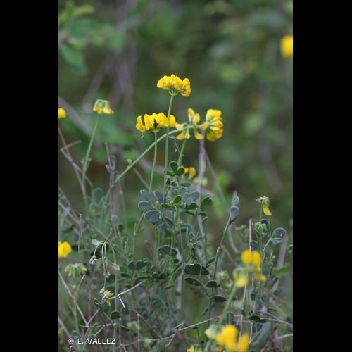 <i>Coronilla minima </i>subsp.<i> lotoides</i> (W.D.J.Koch) Nyman, 1878 © E. VALLEZ